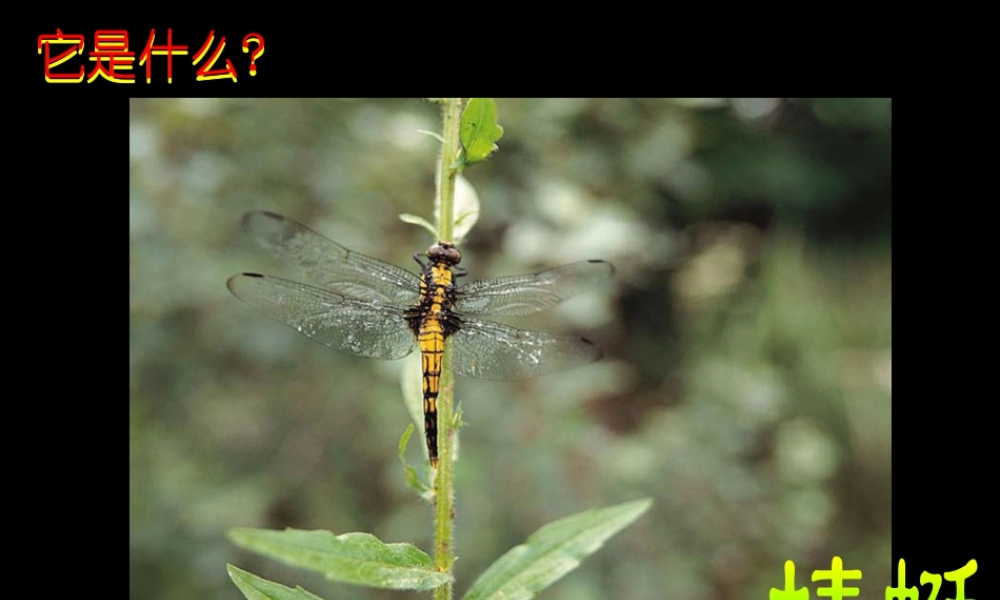 人教版二年级小学美术课件-美术文化2 (5).ppt