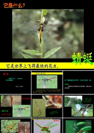 人教版二年级小学美术课件-美术文化2 (5).ppt