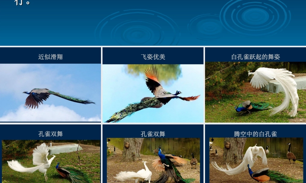 人教版二年级小学美术课件-你见过孔雀飞行吗？.ppt