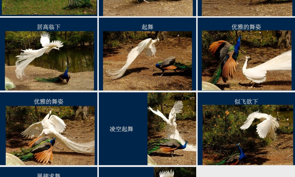 人教版二年级小学美术课件-你见过孔雀飞行吗？.ppt