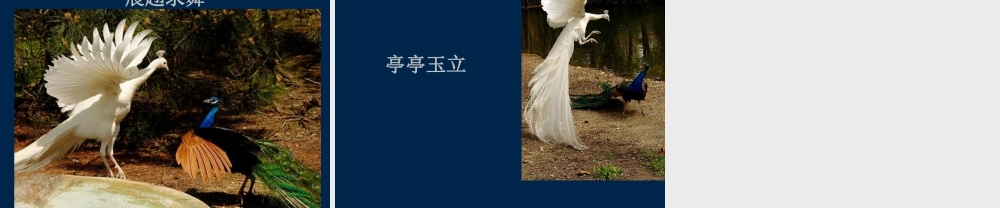 人教版二年级小学美术课件-你见过孔雀飞行吗？.ppt