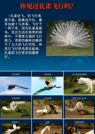 人教版二年级小学美术课件-你见过孔雀飞行吗？.ppt