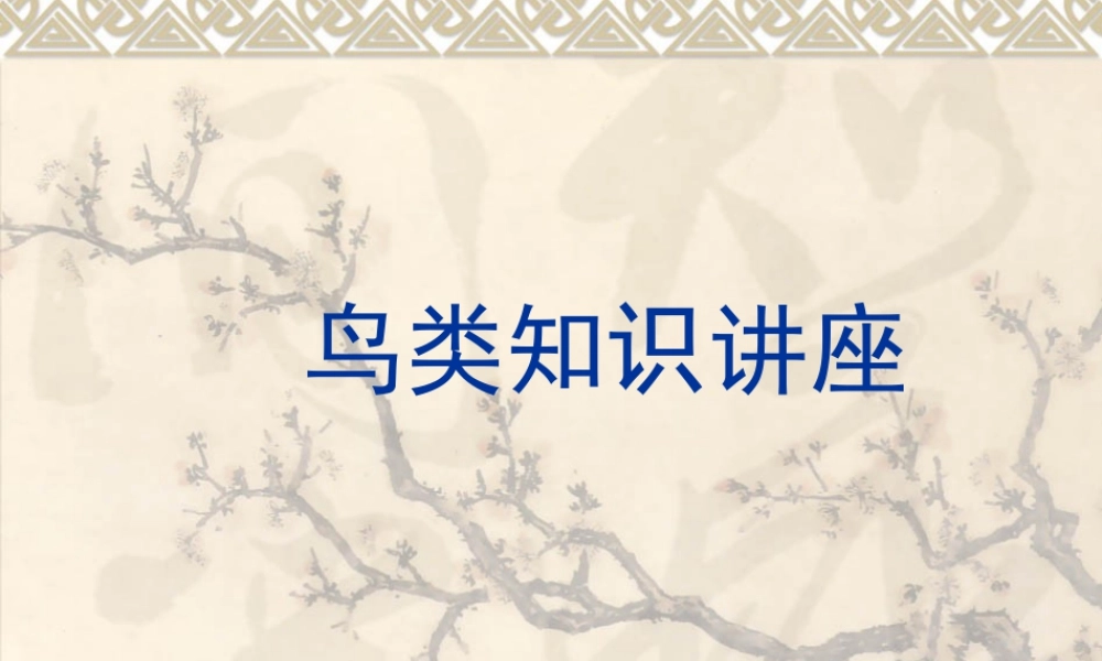 人教版二年级小学美术课件-鸟类知识.ppt