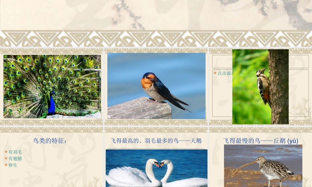 人教版二年级小学美术课件-鸟类知识.ppt