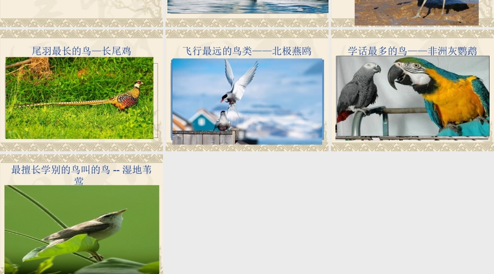 人教版二年级小学美术课件-鸟类知识.ppt