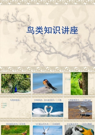 人教版二年级小学美术课件-鸟类知识.ppt