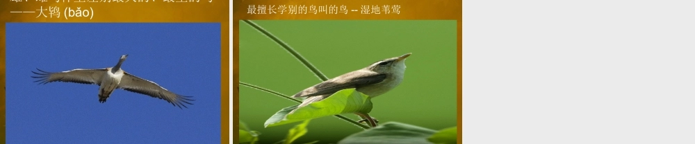 人教版二年级小学美术课件-鸟之最.ppt