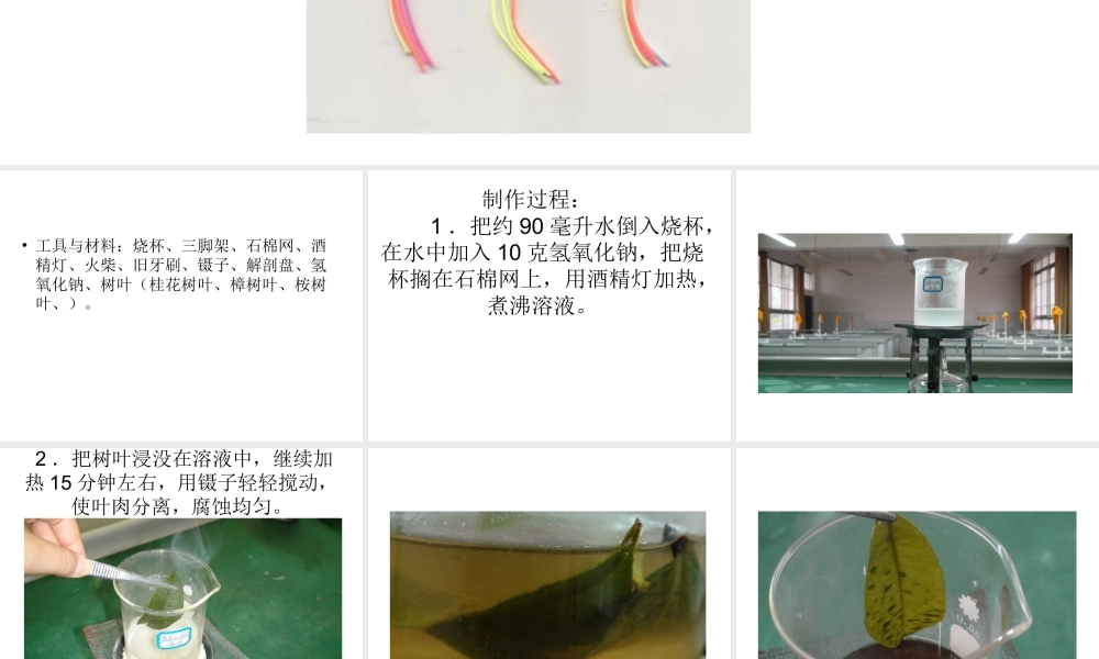 人教版二年级小学美术课件-叶脉书签的制作.ppt