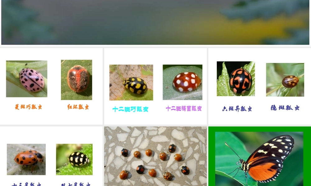 人教版三年级小学美术课件-《动物的花衣裳》课件1.ppt