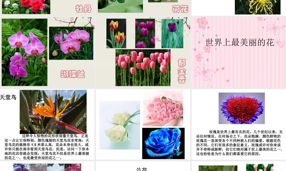 人教版三年级小学美术课件-《美丽的花》课件1.ppt