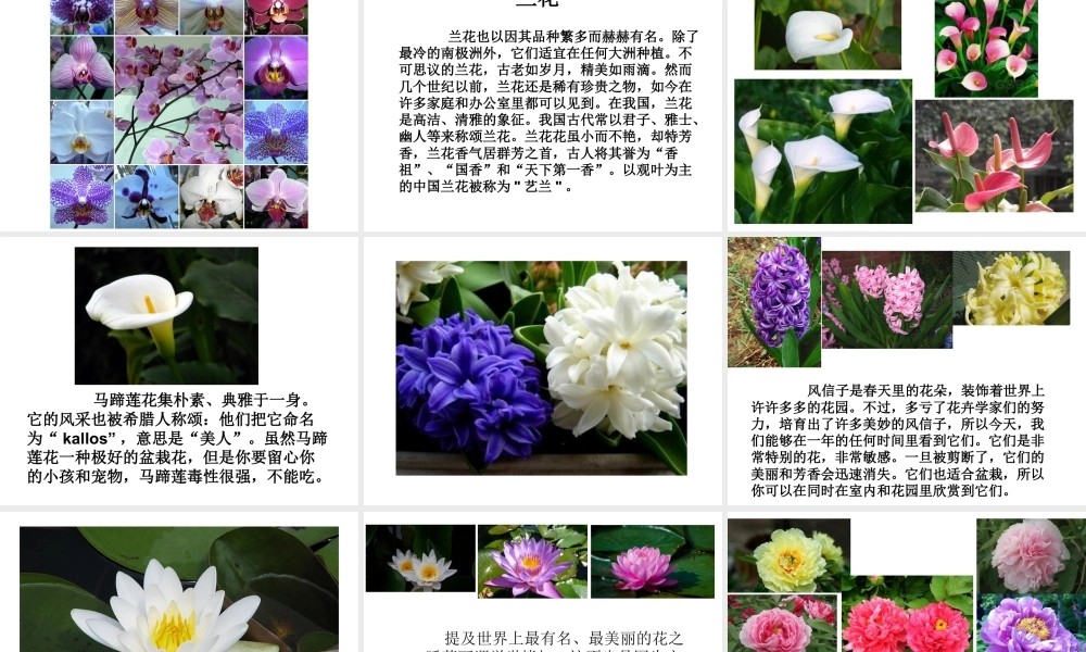 人教版三年级小学美术课件-《美丽的花》课件1.ppt