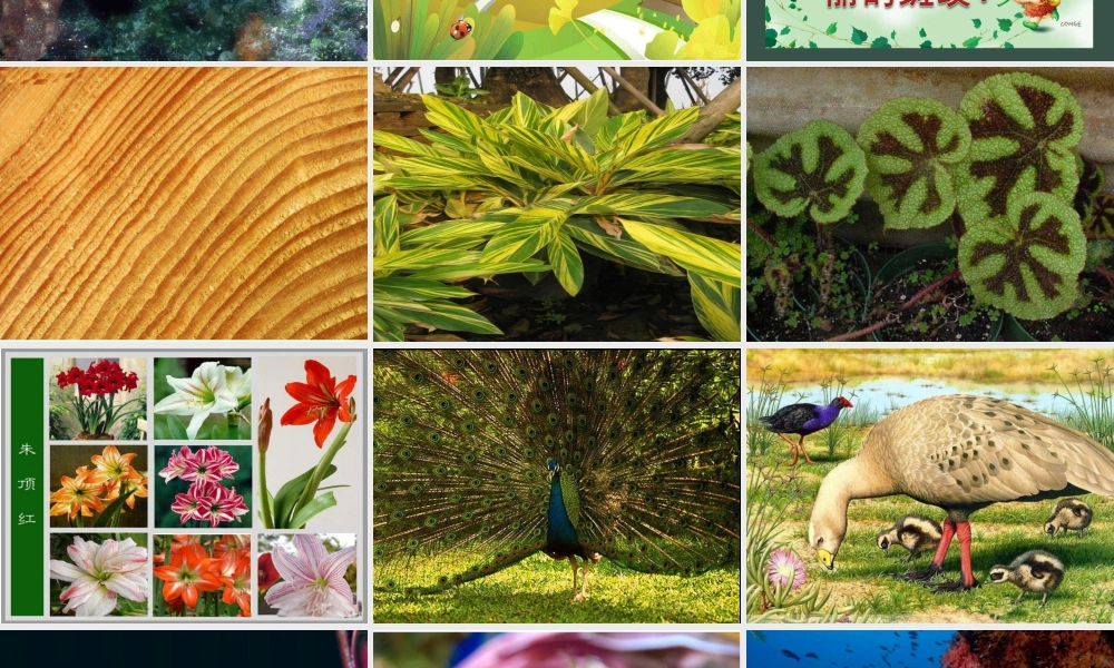 人教版三年级小学美术课件-《天然的纹理》课件.ppt