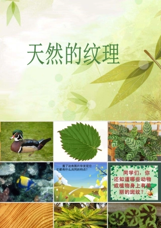 人教版三年级小学美术课件-《天然的纹理》课件.ppt