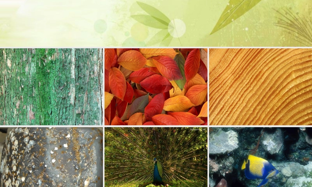 人教版三年级小学美术课件-《天然的纹理》课件2.ppt