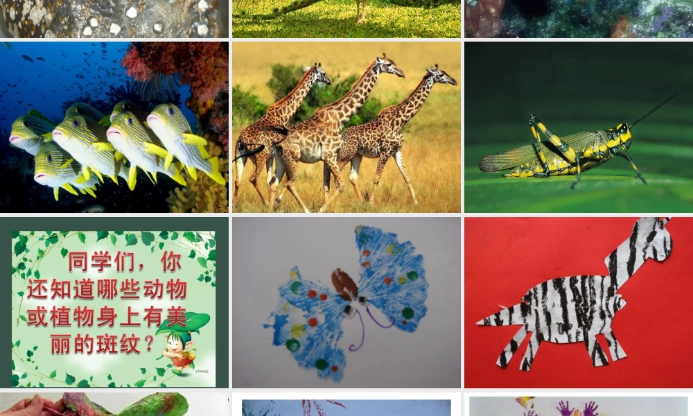 人教版三年级小学美术课件-《天然的纹理》课件2.ppt