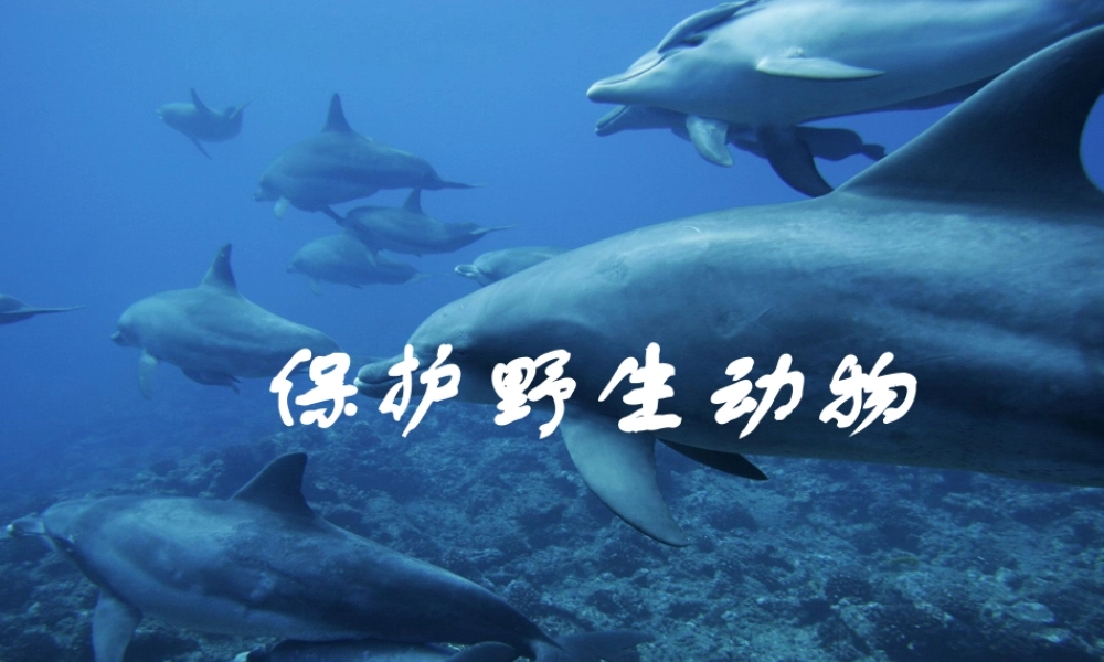 人教版三年级小学美术课件-保护野生动物.ppt