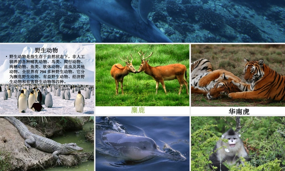 人教版三年级小学美术课件-保护野生动物.ppt