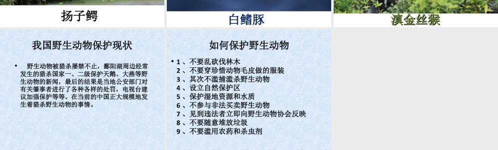 人教版三年级小学美术课件-保护野生动物.ppt