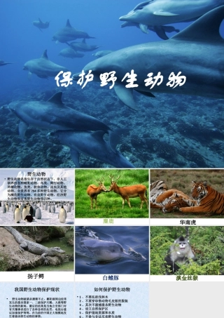 人教版三年级小学美术课件-保护野生动物.ppt