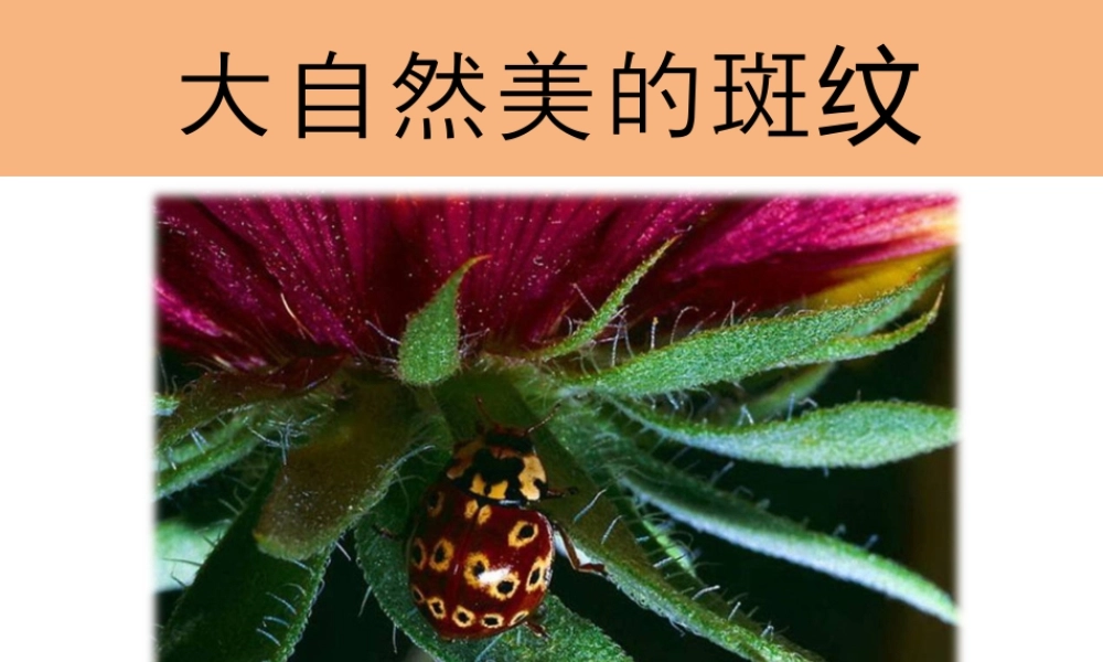 人教版三年级小学美术课件-大自然美的斑纹.ppt