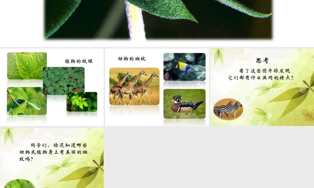 人教版三年级小学美术课件-大自然美的斑纹.ppt