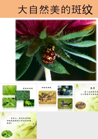 人教版三年级小学美术课件-大自然美的斑纹.ppt