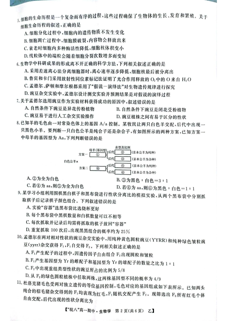 安徽省皖南八校2024-2025学年高一下学期4月期中生物（甲）试题（扫描版，含答案）.pdf_第2页