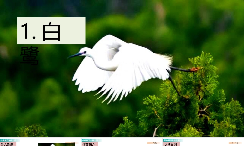部编版语文五年级上-1 白鹭 课件.pptx