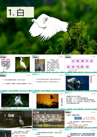 部编版语文五年级上-1 白鹭 课件.pptx