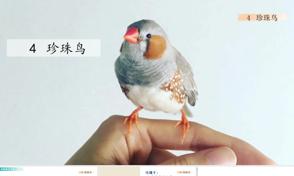 部编版语文五年级上-4 珍珠鸟 课件.pptx