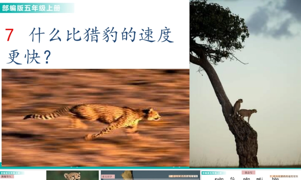 部编版语文五年级上-7 什么比猎豹的速度更快 课件.pptx