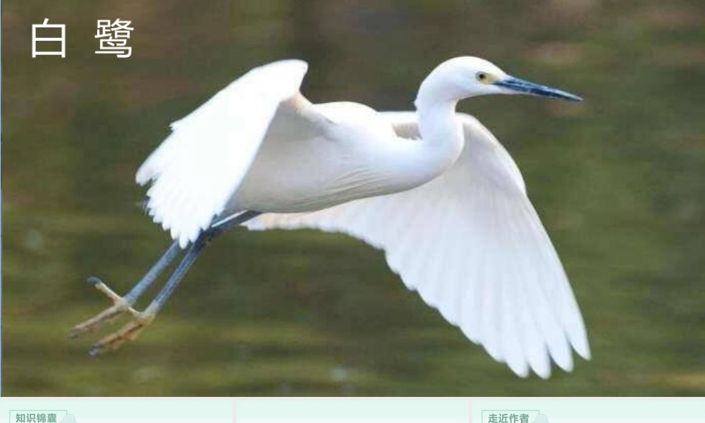 部编版语文五年级上-（上课课件）1.白鹭.pptx