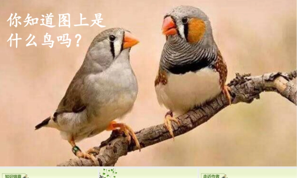 部编版语文五年级上-（上课课件）4.珍珠鸟.pptx