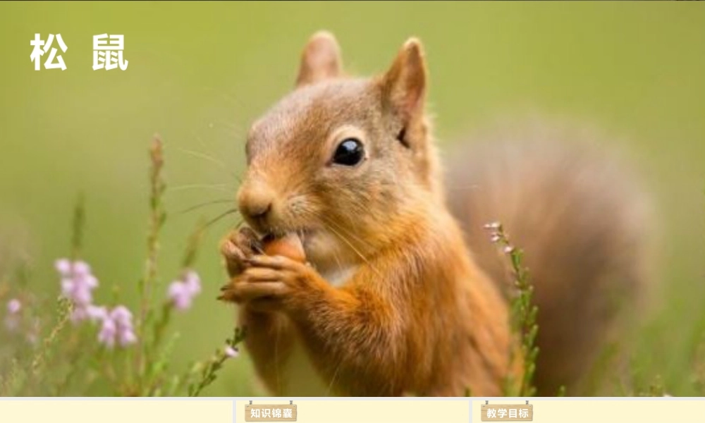 部编版语文五年级上-（上课课件）17.松鼠.pptx