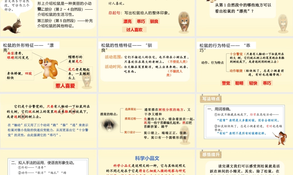 部编版语文五年级上-（上课课件）17.松鼠.pptx