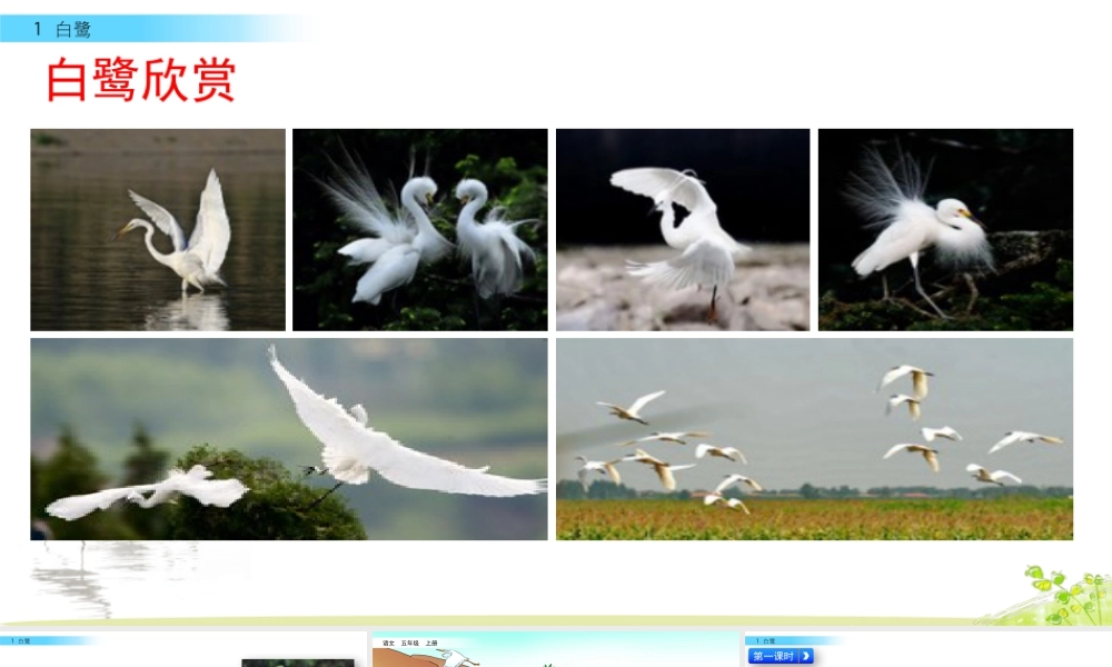 部编版语文五年级上-1 白鹭.pptx
