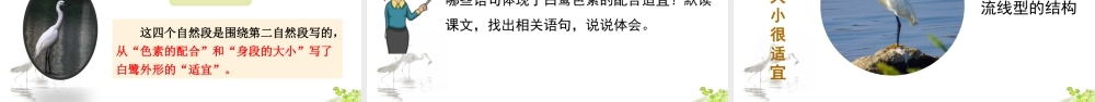 部编版语文五年级上-1 白鹭.pptx