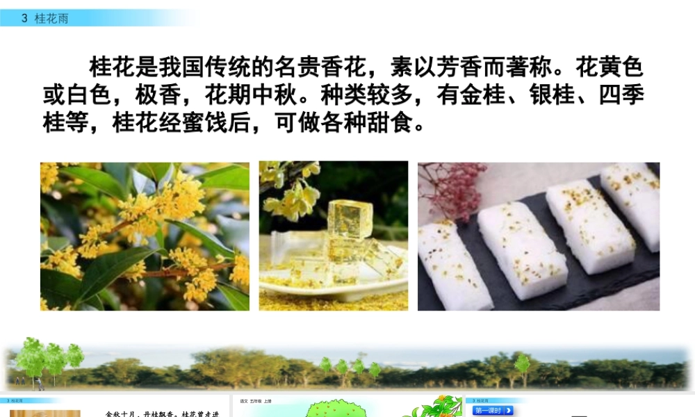 部编版语文五年级上-3 桂花雨.pptx