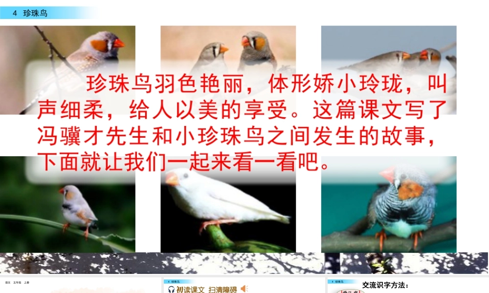 部编版语文五年级上-4 珍珠鸟.pptx
