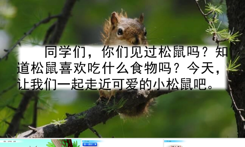 部编版语文五年级上-17 松鼠.pptx