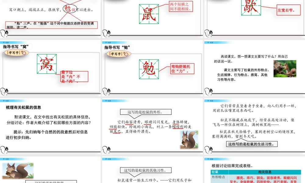部编版语文五年级上-17 松鼠.pptx