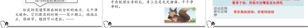 部编版语文五年级上-17 松鼠.pptx