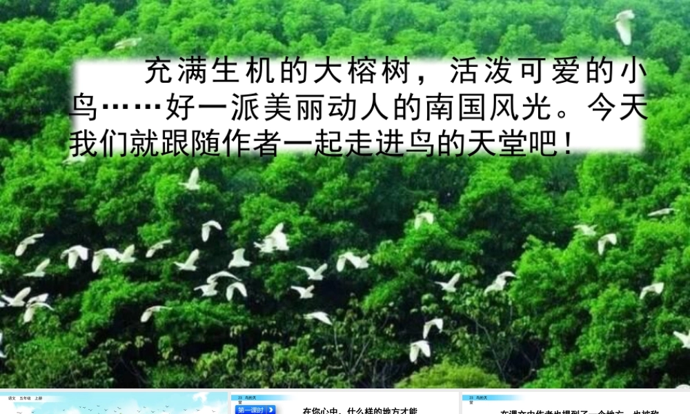 部编版语文五年级上-23 鸟的天堂.pptx