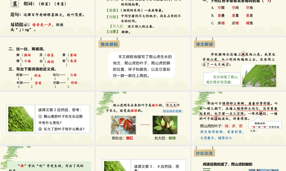 2025统编版四年级上册（教学课件）10.爬山虎的脚.pptx