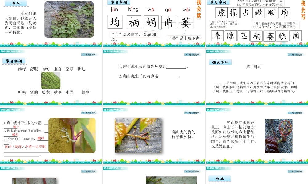 2025统编版四年级上册10 爬山虎的脚 课件.pptx