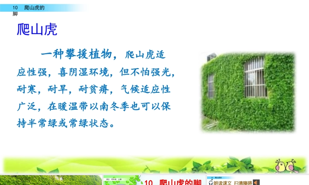2025统编版四年级上册10 爬山虎的脚.pptx