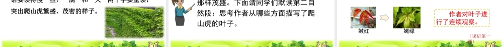 2025统编版四年级上册10 爬山虎的脚.pptx