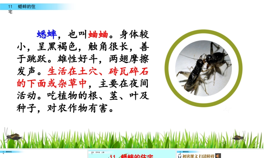 2025统编版四年级上册11 蟋蟀的住宅.pptx