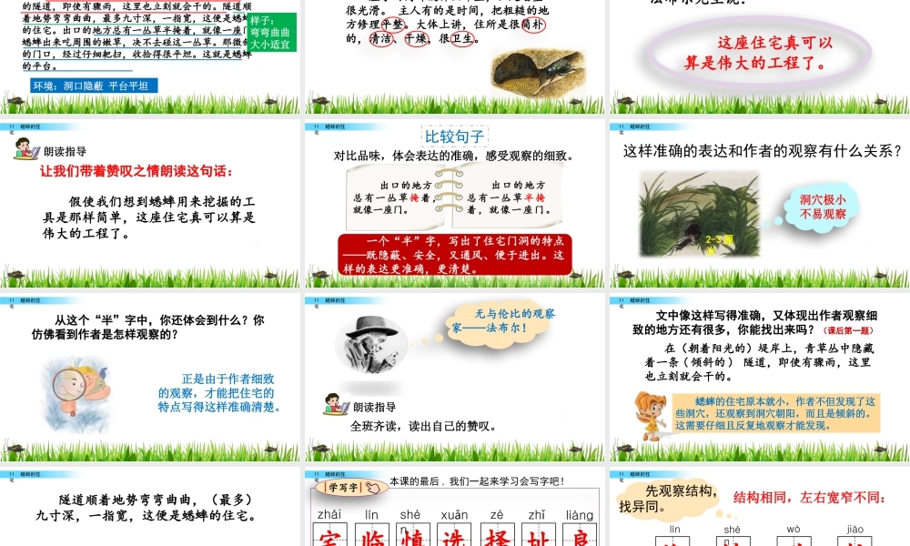 2025统编版四年级上册11 蟋蟀的住宅.pptx