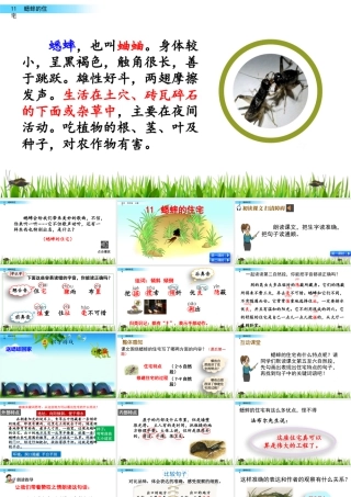 2025统编版四年级上册11 蟋蟀的住宅.pptx